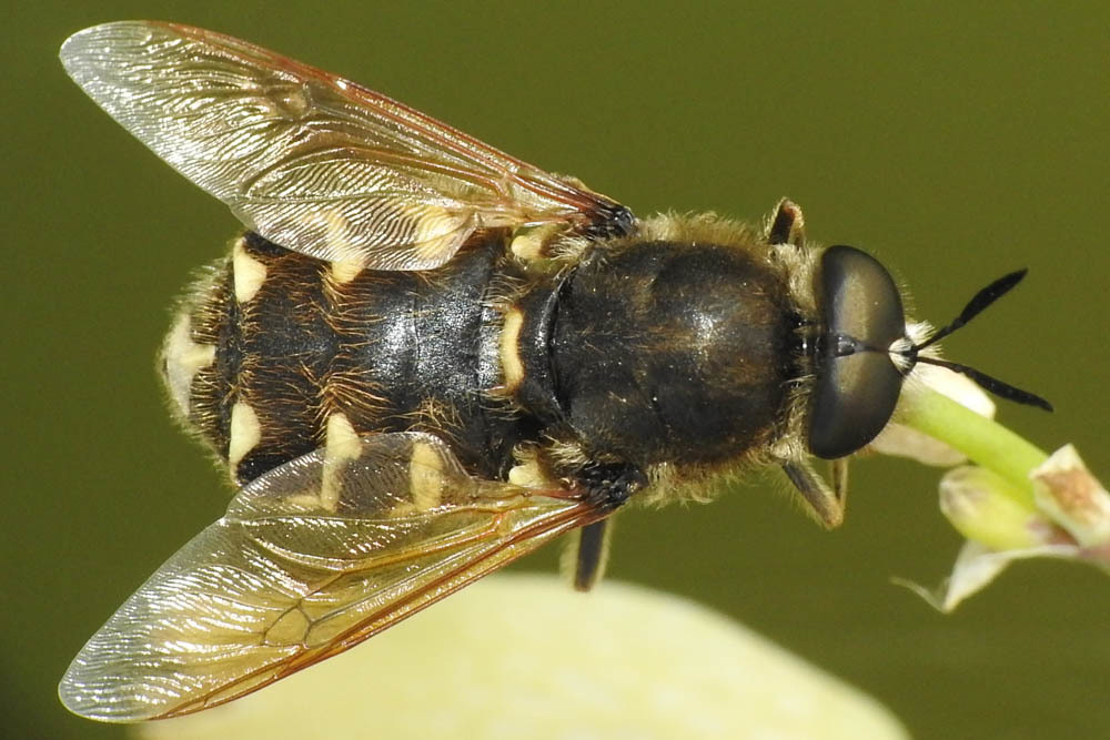 Stratiomys singularior - ikerfoltos katonalégy
