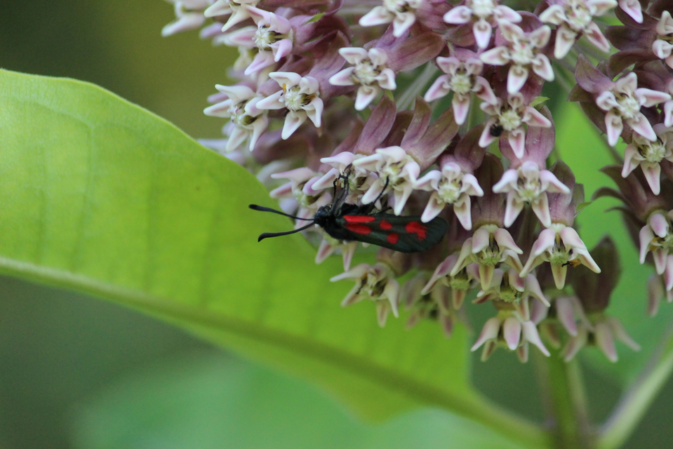 Zygaena loti - közönséges csüngőlepke