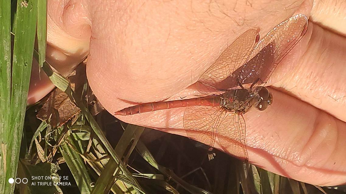Sympetrum striolatum/vulgatum