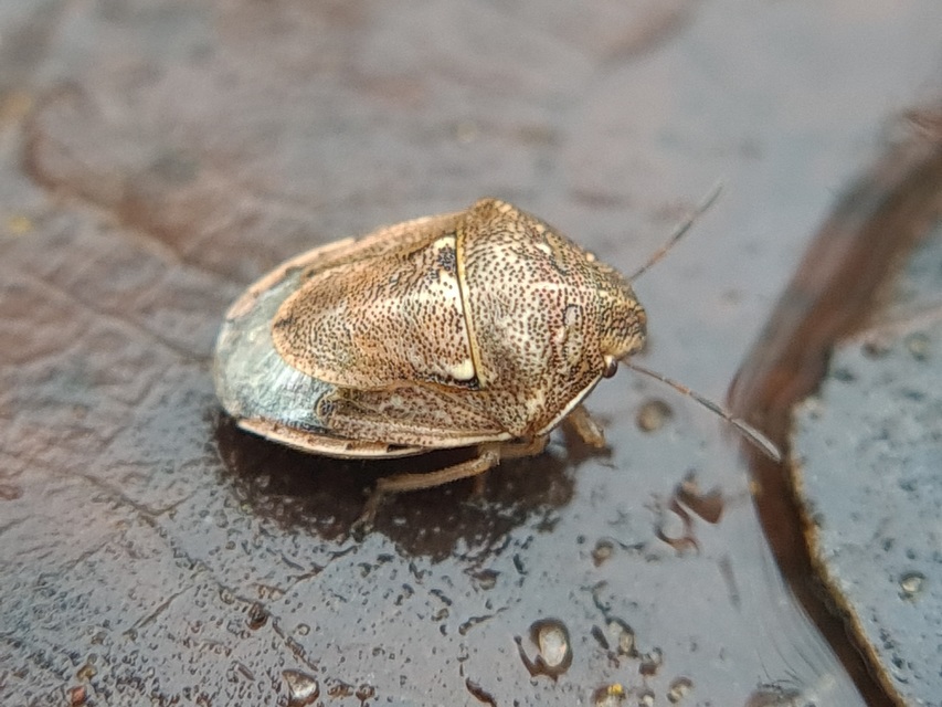 Neottiglossa leporina - sárgahasú címerespoloska Neottiglossa leporina - sárgahasú címerespoloska