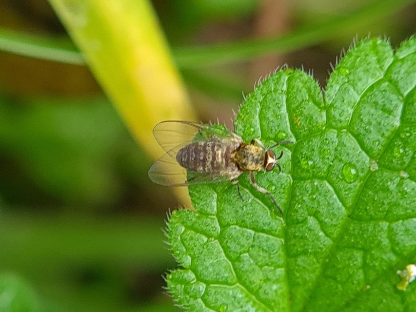 Simuliidae - púposszúnyogok