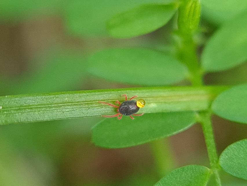 Penthaleus