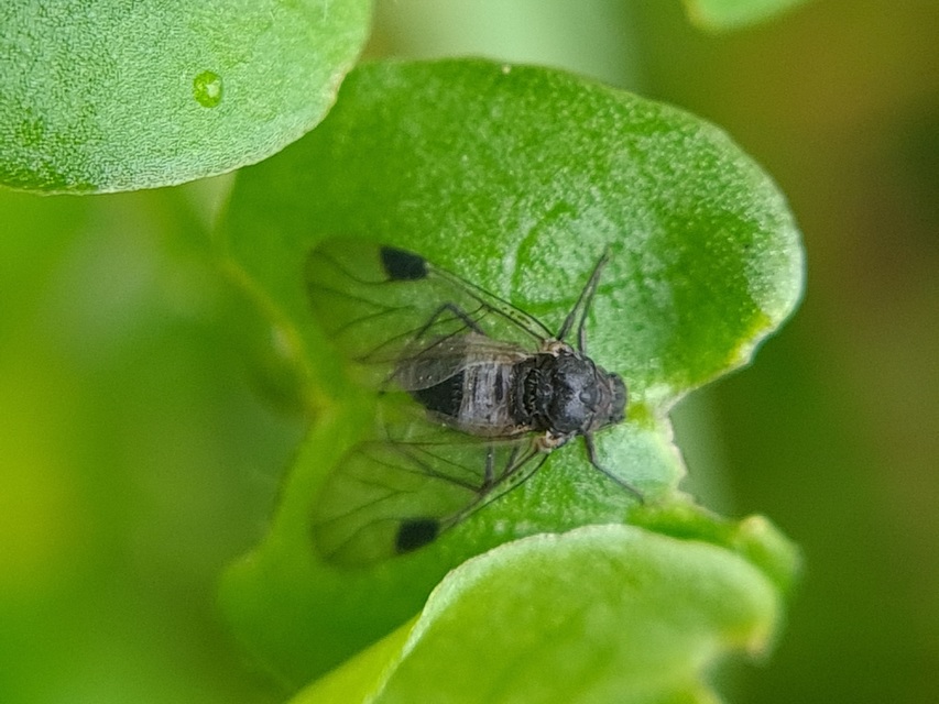 Aphididae - valódi levéltetvek