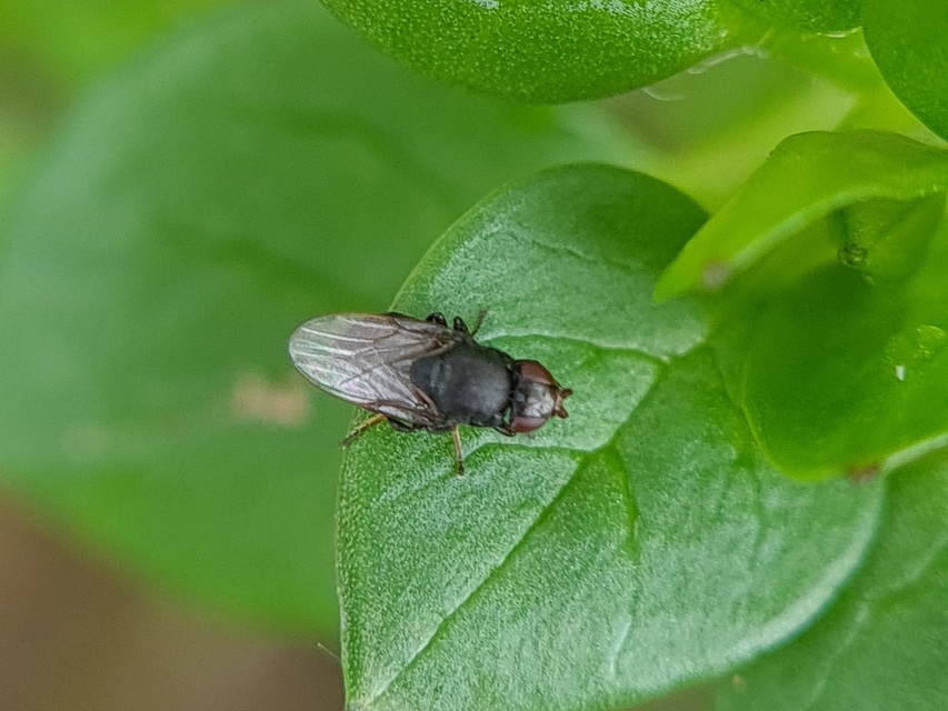 Chloropidae - gabonalegyek