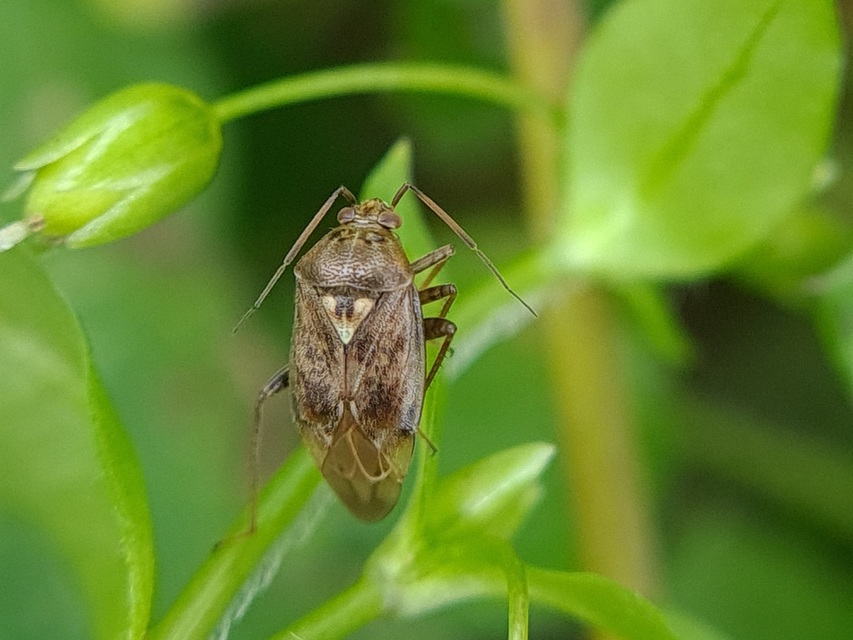 Lygus rugulipennis - molyhos mezeipoloska