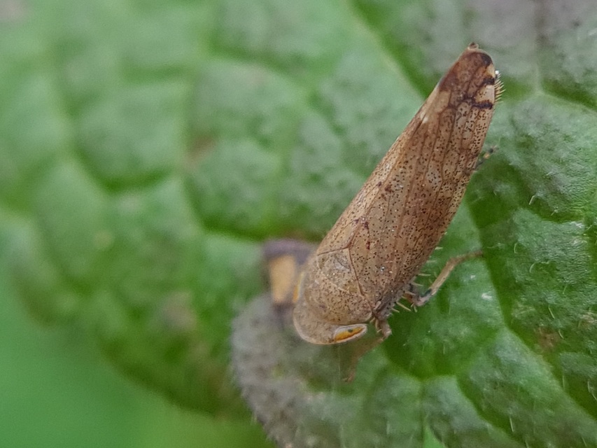 Fieberiella florii