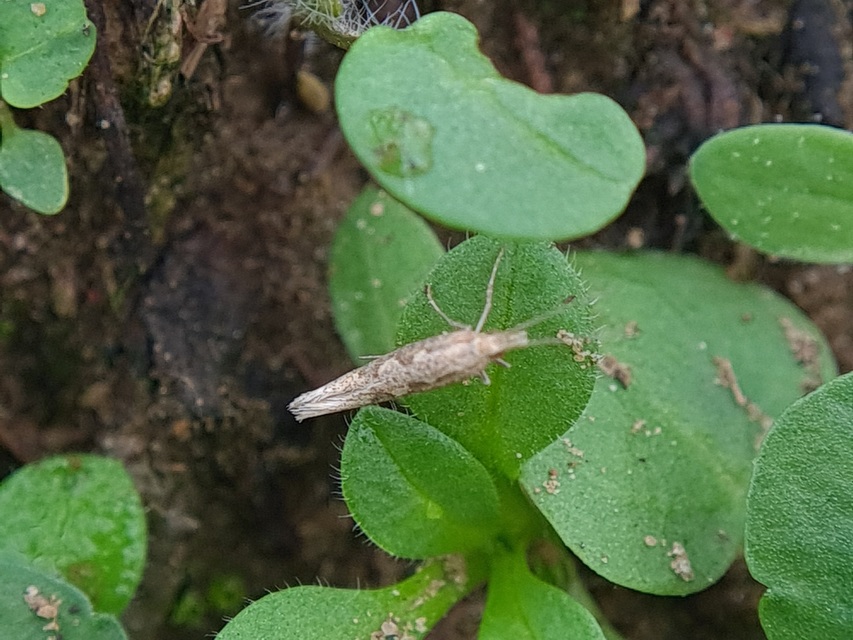 Plutella xylostella - káposztamoly