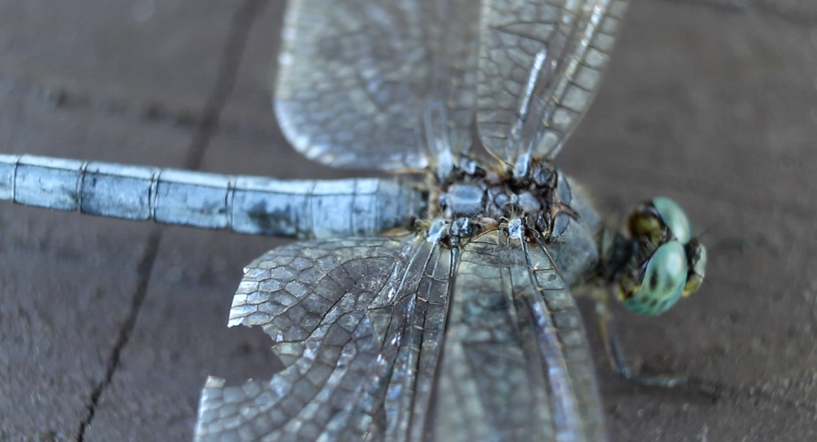 Orthetrum coerulescens - karcsú pásztorszitakötő
