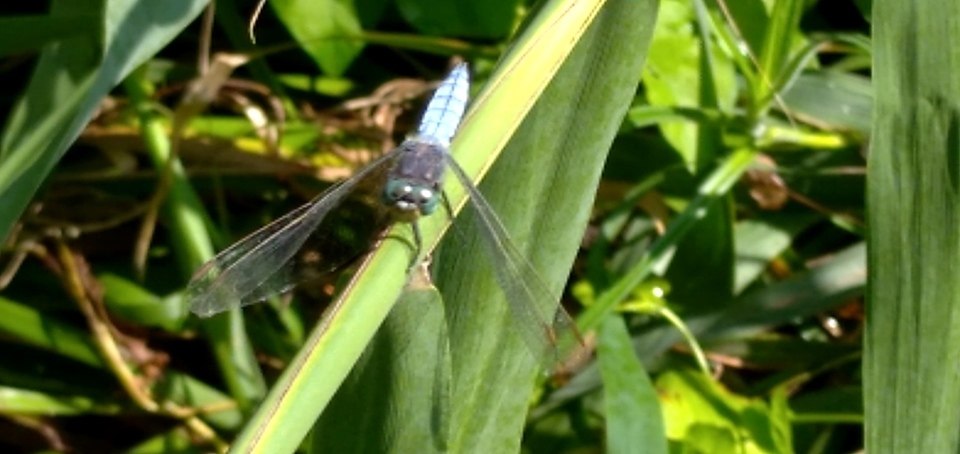 Orthetrum coerulescens - karcsú pásztorszitakötő