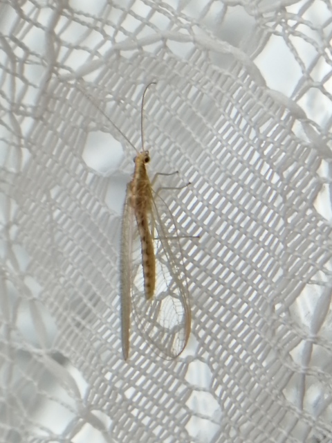 Chrysopidae - zöldfátyolkák