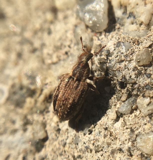 Hypera venusta - bíborhere-pikkelyesormányos