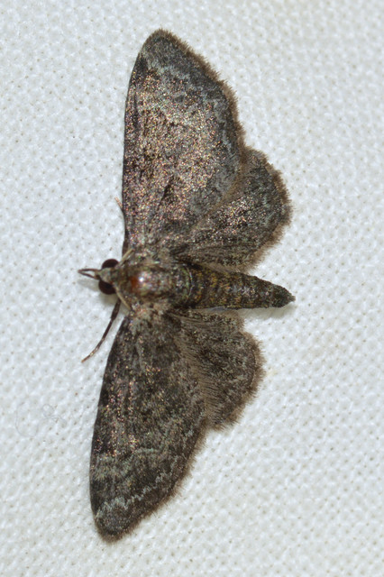 Pasiphila rectangulata - almavirág-araszoló