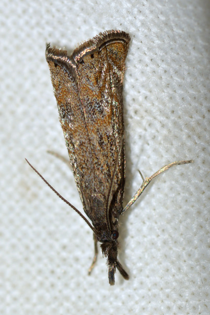 Platytes cerussella - törpe fűgyökérmoly