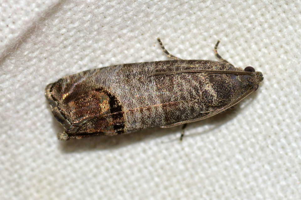 Cydia pomonella - almamoly