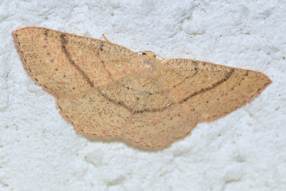 Cyclophora ruficiliaria - vörösrojtú pettyesaraszoló