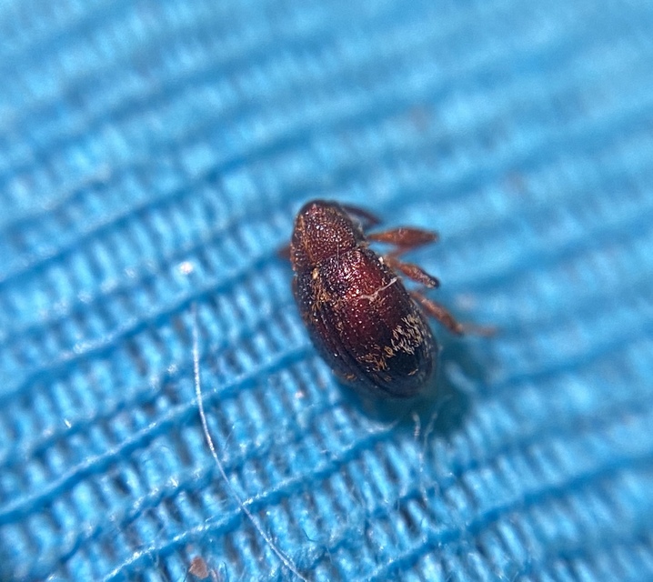 Anthonomus ulmi - szilfa-bimbólikasztó