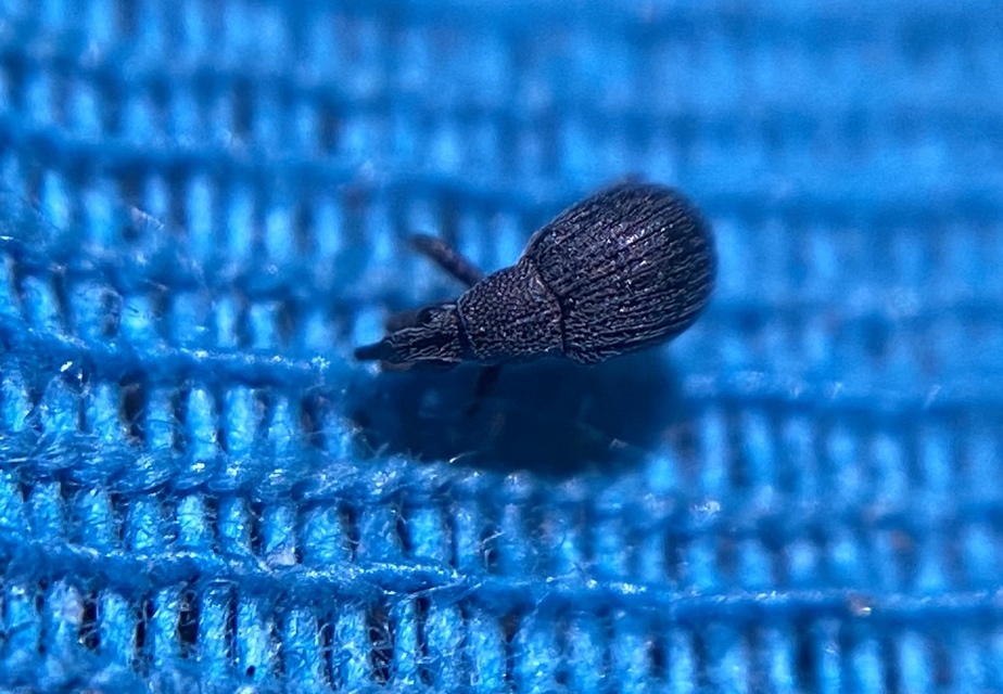 Oxystoma craccae - kaszanyügbükköny-cickányormányos