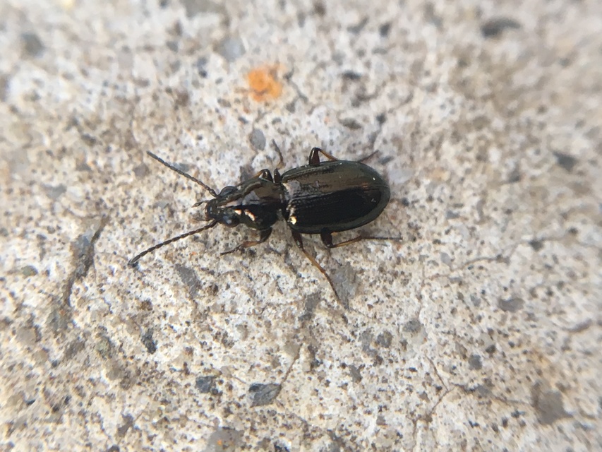 Bembidion properans - parlagi gyorsfutó