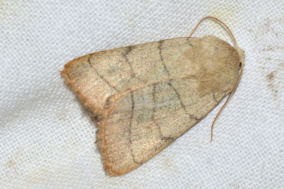 Charanyca trigrammica - háromsávos lombbagoly