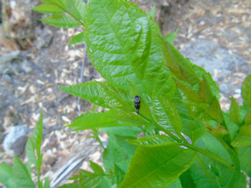 Variimorda villosa - szalagos maróka