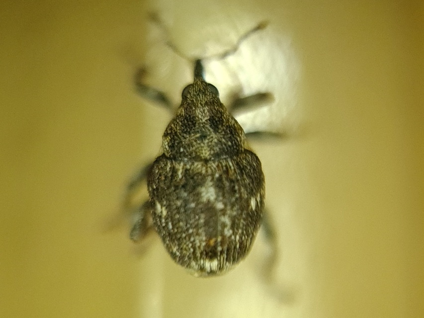 Nedyus quadrimaculatus - közönséges csalánormányos