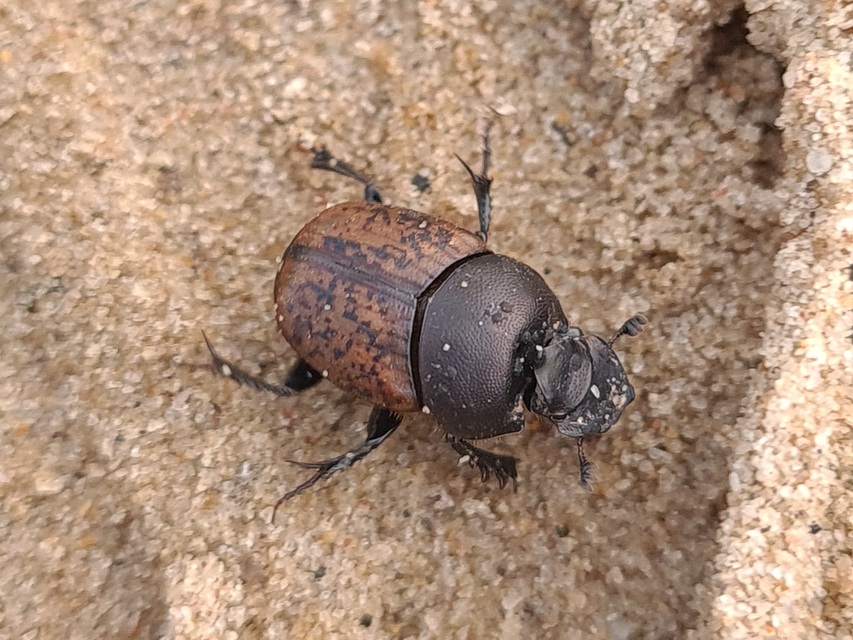 Onthophagus fracticornis - bronzos trágyatúró