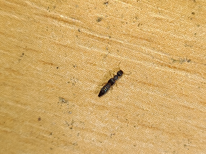 Astenus lyonessius - közönséges köviholyva