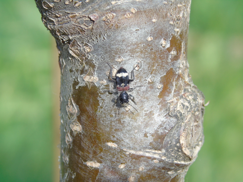 Clerus mutillarius - feketenyakú szúfarkas