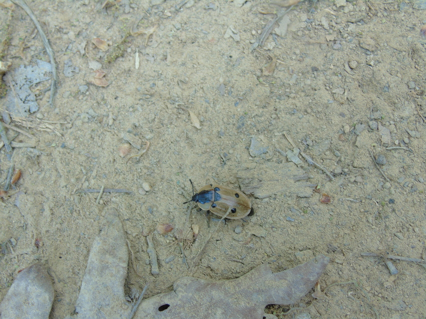 Dendroxena quadrimaculata - négypettyes dögbogár