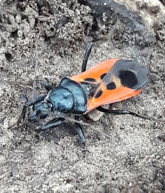 Peirates hybridus - foltos rablópoloska