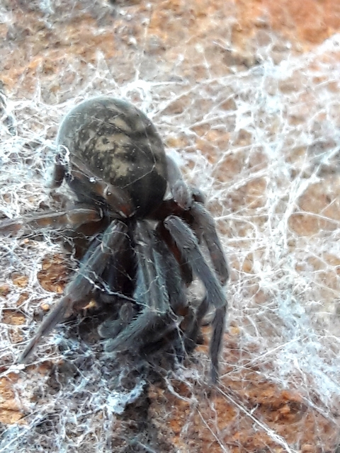 Amaurobius ferox - nagy eretnekpók