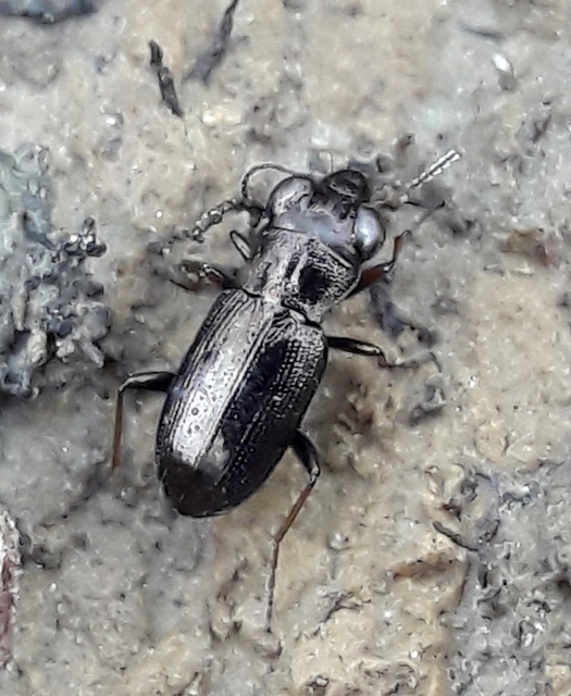 Notiophilus rufipes - vöröslábú szemesfutó