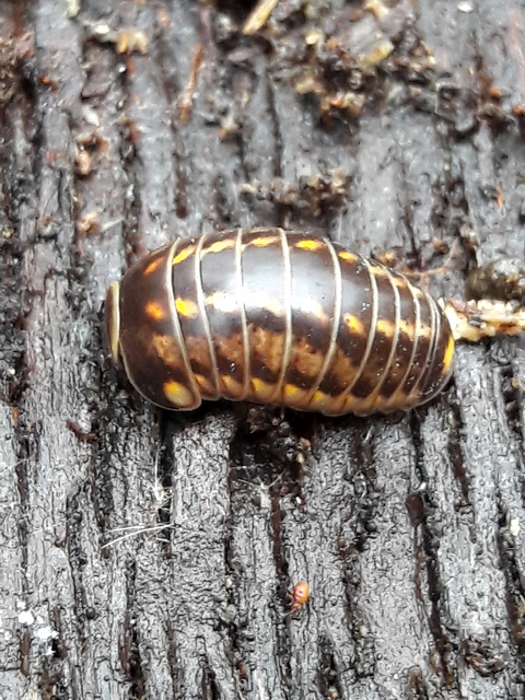 Glomeris hexasticha