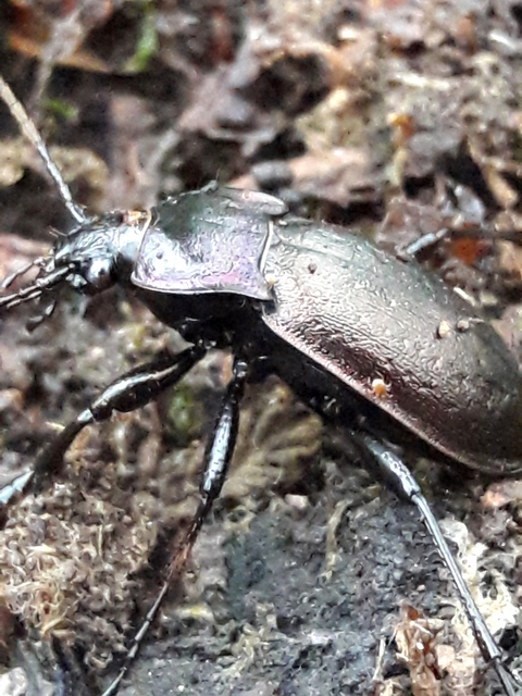 Carabus nemoralis - ligeti futrinka
