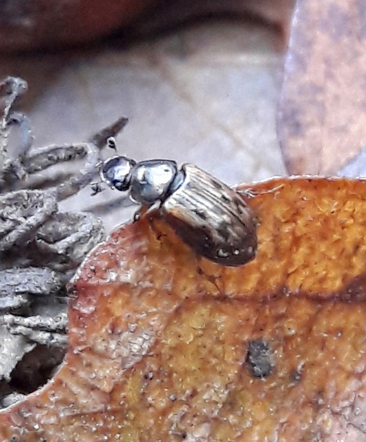 Aphodius obliteratus - sötétjegyű trágyabogár