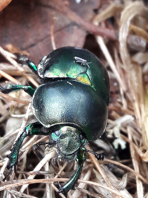 Trypocopris vernalis - tavaszi álganéjtúró