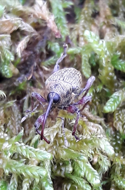 Curculio Curculio