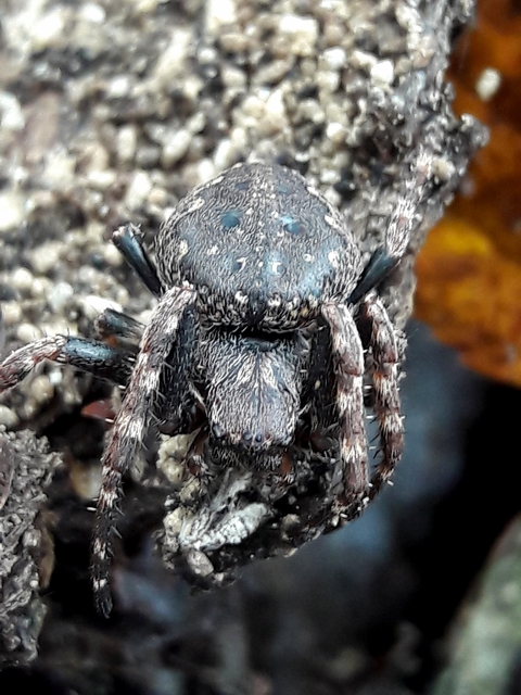 Nuctenea umbratica - közönséges rés-keresztespók