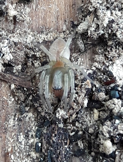 Clubiona