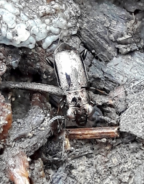 Notiophilus rufipes - vöröslábú szemesfutó