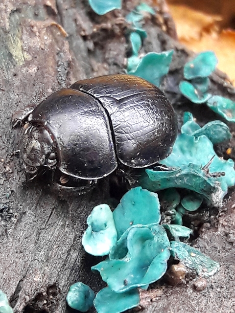 Anoplotrupes stercorosus - erdei álganéjtúró
