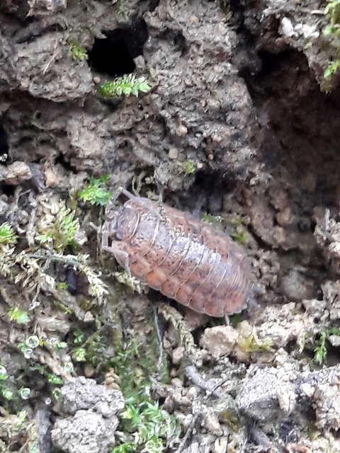 Trachelipus
