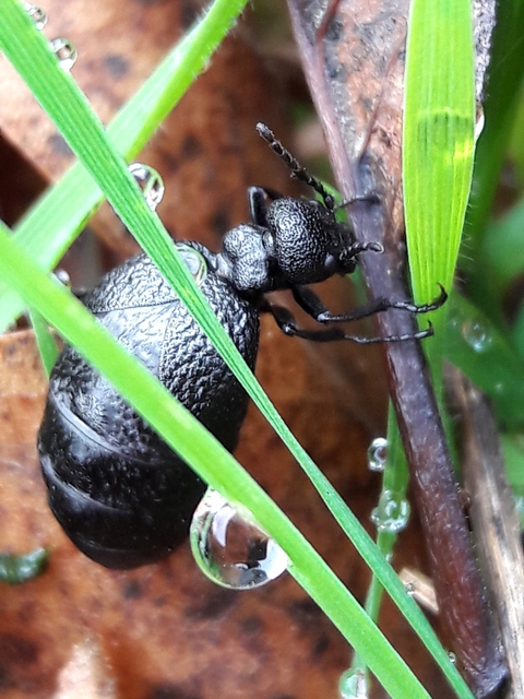 Meloe rugosus - ráncos nünüke