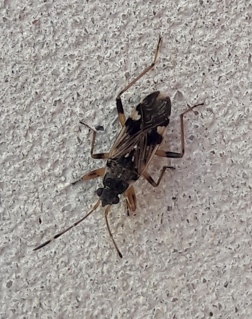 Beosus maritimus - homoki bodobács