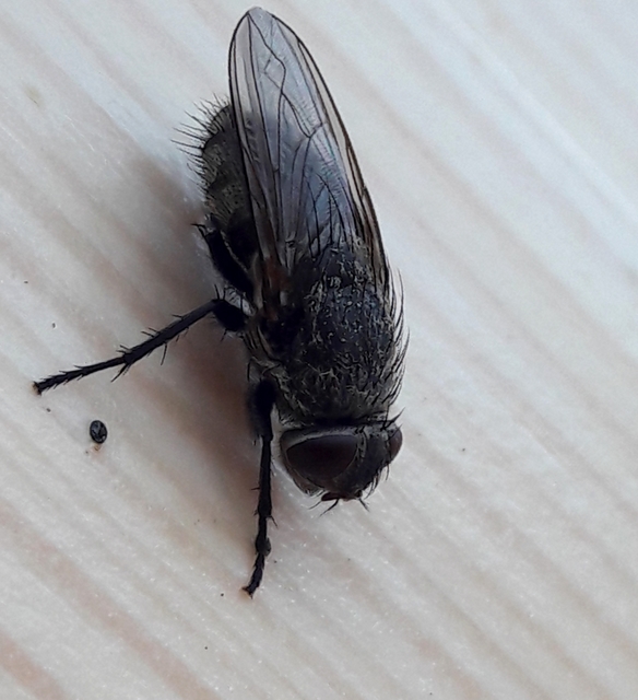 Pollenia