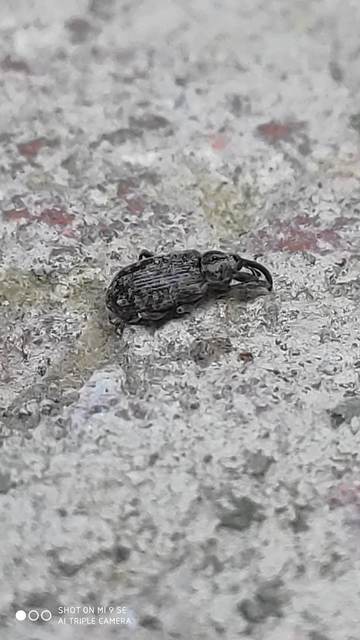 Dorytomus longimanus - kétalakú hangormányos