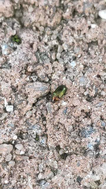 Crepidodera