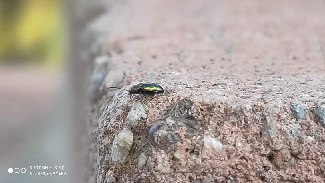 Crepidodera
