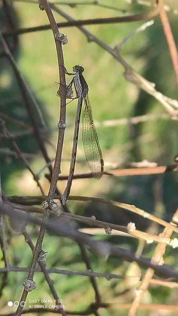 Sympecma fusca - téli rablószitakötő