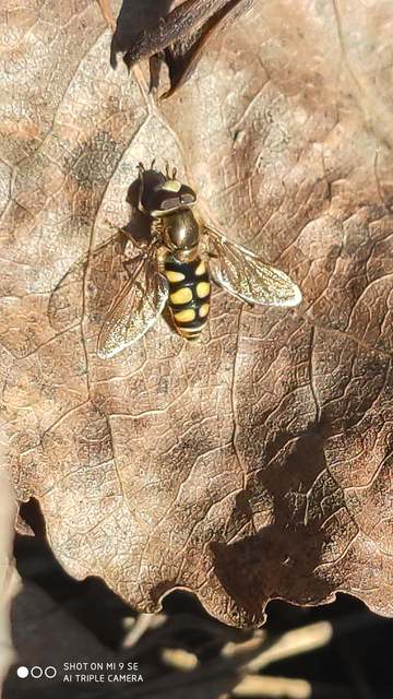 Eupeodes corollae - gyakori mezeilégy